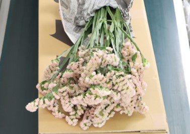 スターチス　ｓ．“オレンジカレント”