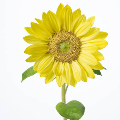 ひまわり“ビンセントクリアレモン”