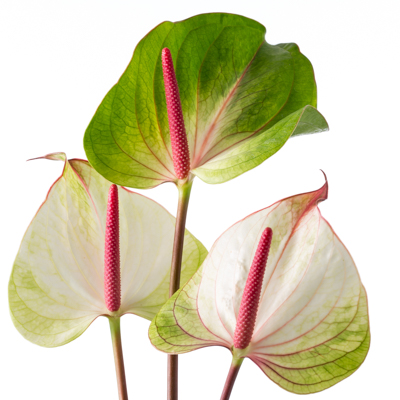 アンスリウム“ラムール”