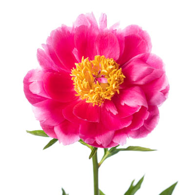 芍薬・濃桃“ラズベリーチャーム”