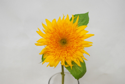 ひまわり“マヤダブル”