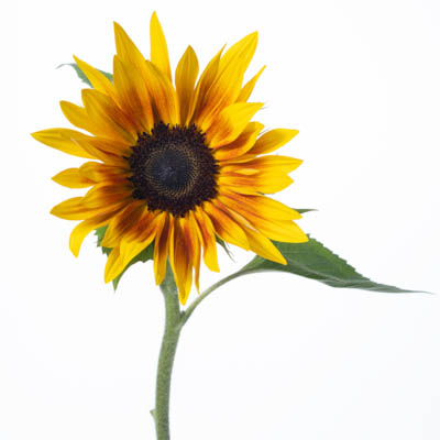 ひまわり“サンリッチマロンＬＤ”