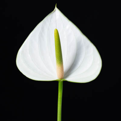 アンスリウム“スノーウィー”