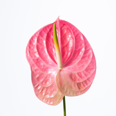 アンスリウム“マスコット”