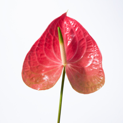 アンスリウム“レッドダイヤモンド”