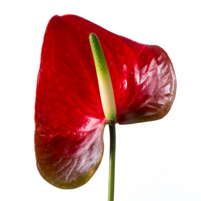 アンスリウム“レッドアモール”