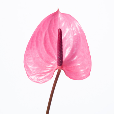 アンスリウム“ピンクシフォン”