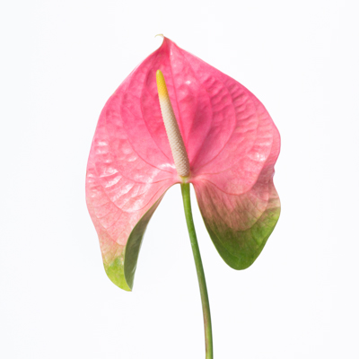 アンスリウム“ローザグリーン”