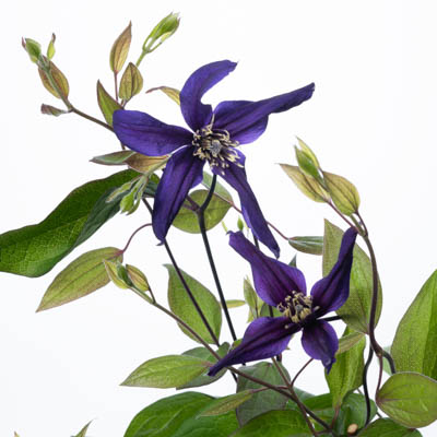 クレマチス“ムーンリバー”