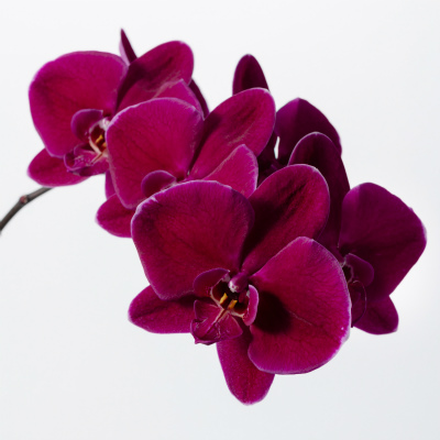 ファレノプシス（赤）