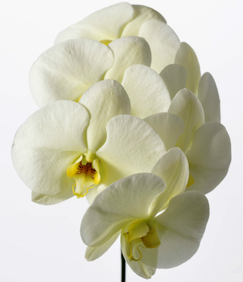 ファレノプシス（黄）