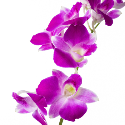 デンファレ　アンナ