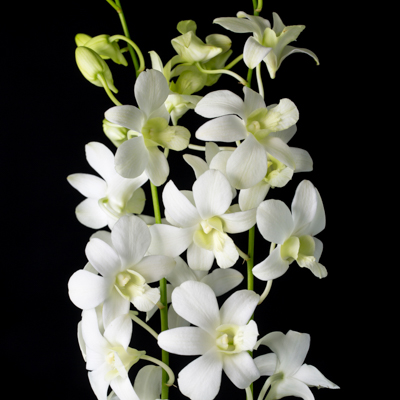 デンファレ　シンガポールホワイト