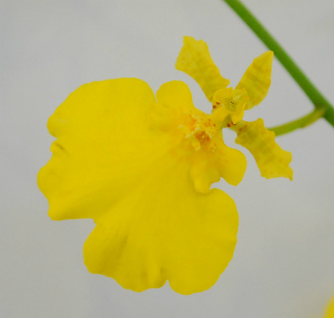 オンシ（ハニーエンジェル）