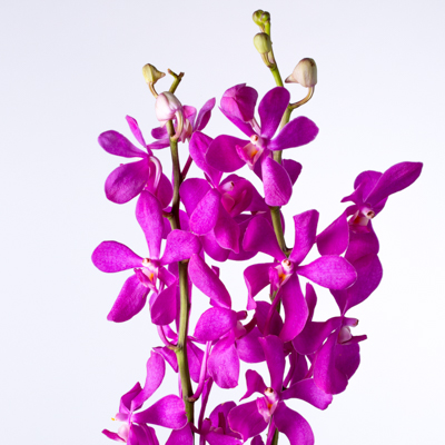 モカラ　ウォルターオウメ“カリプソ”