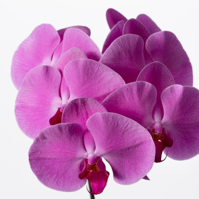 ファレノ（濃ピンク）