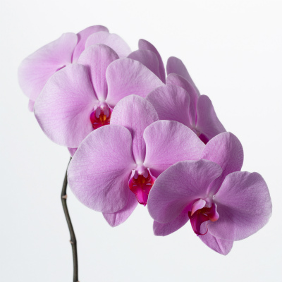 ファレノプシス（薄ピンク）