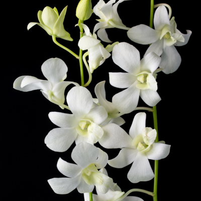 デンファレ“ビッグホワイト”