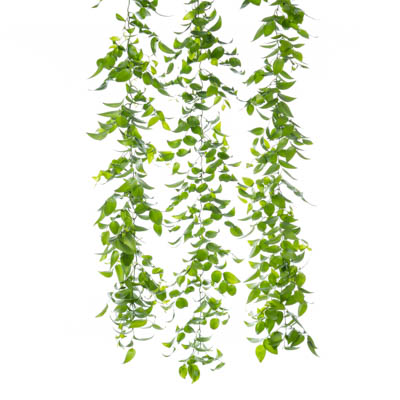 アスパラガス スマイラックス