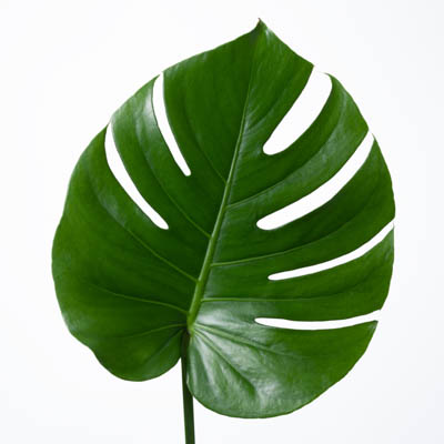 モンステラ