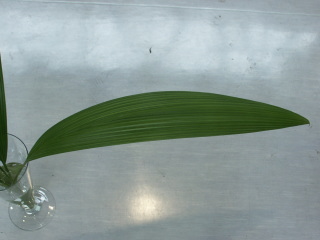 クルクリゴ