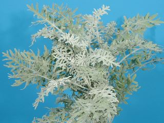 ダステイーミラー