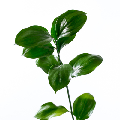 ルスカス“スパイダー”