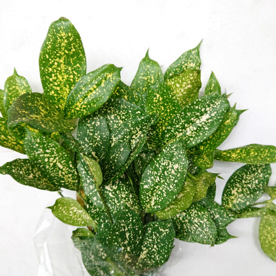 ドラセナ ゴットセフィアーナ