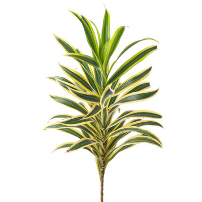 ドラセナ リフレクサ