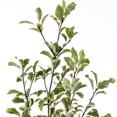 ピットスポルム