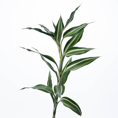 ドラセナ サンデリアーナ