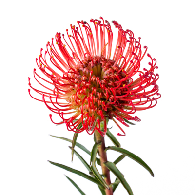 ピンクッション