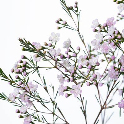 ワックスフラワー“ダンシングクィーン”