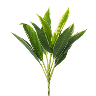 コルジリネ“スノーホワイト”