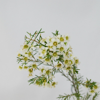 ワックスフラワー“オフィール”