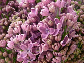 ライラック“ラムフォンホーステンステイン