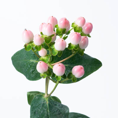 ヒペリカム“ココカジノ”