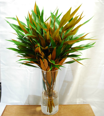 グレビレア バイレヤナ