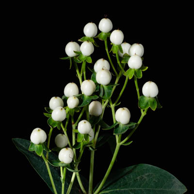 ヒペリカム“ココウノ”