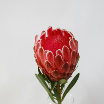 プロテア“ビーナス”