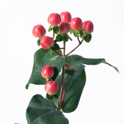 ヒペリカム“ココタンゴ”