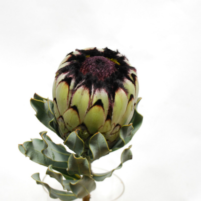 プロテア“ニオベ”