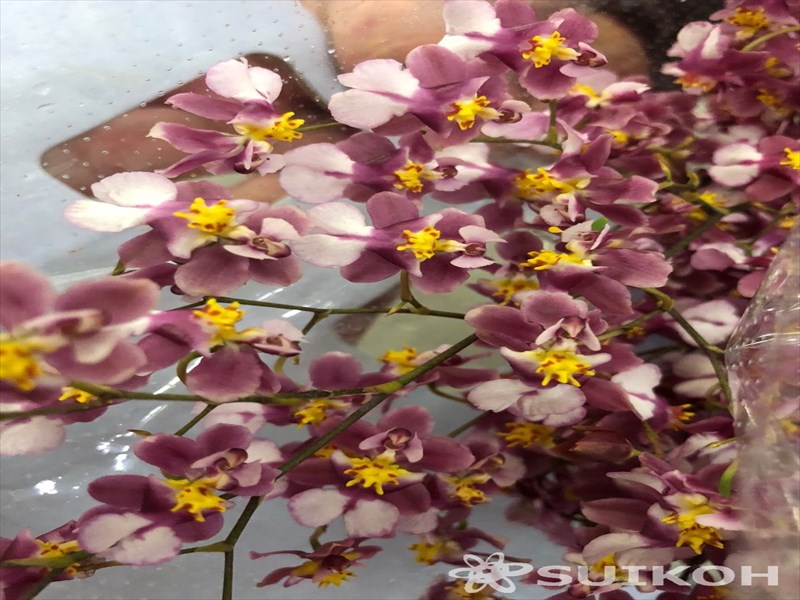 オンシジウム（ピンク）