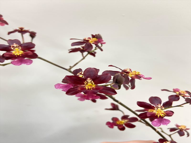 オンシジウム（赤）