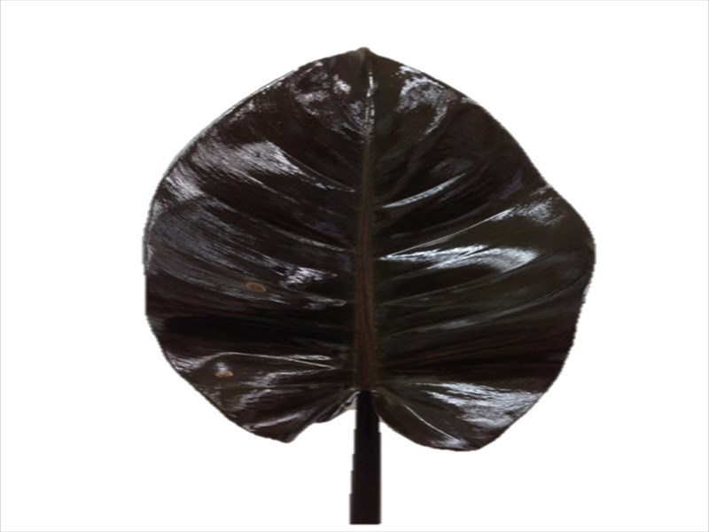 フィロデンドロン