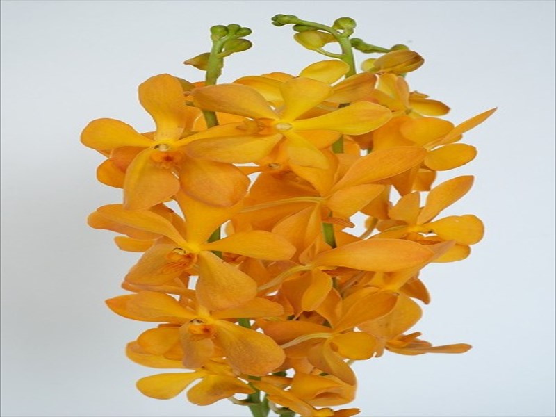 モカラ“トロピカルオレンジ”