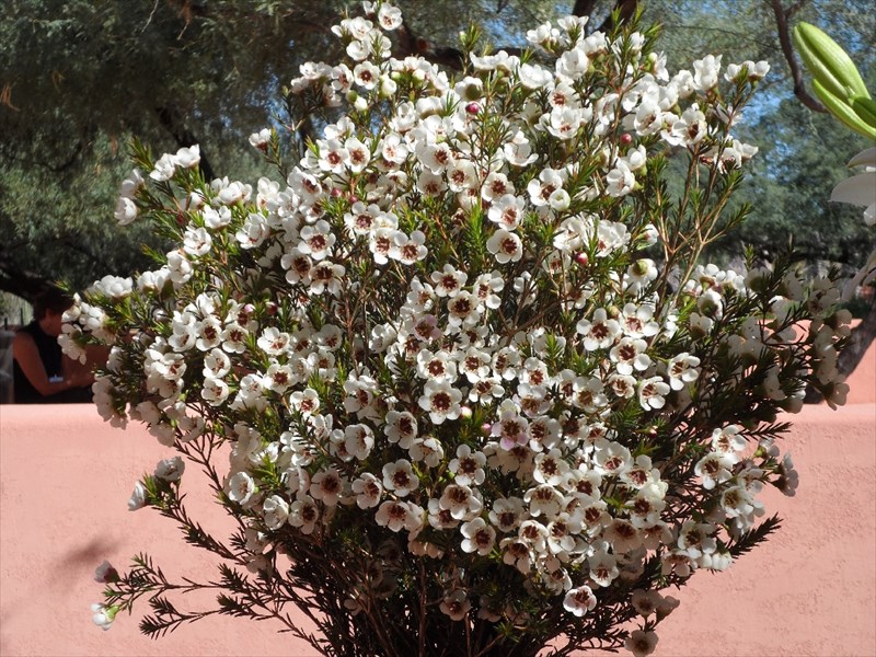 ワックスフラワー