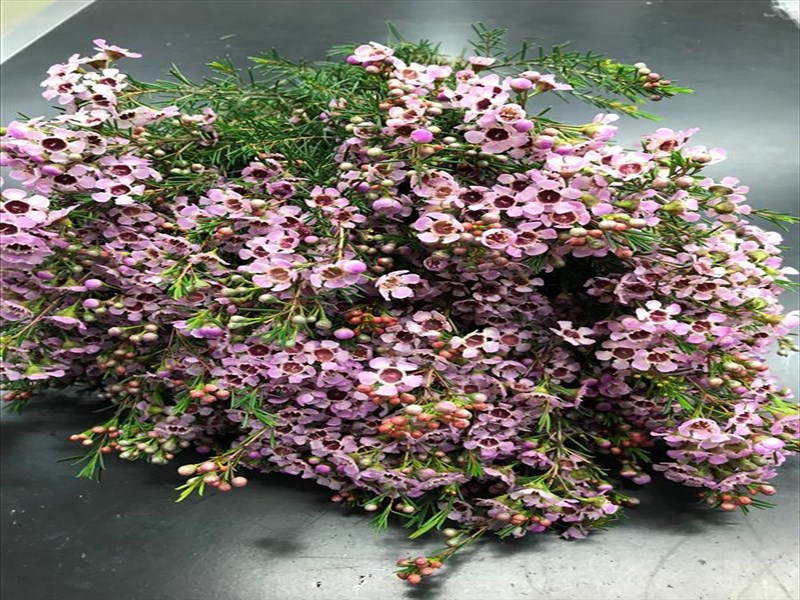 ワックスフラワー“ジュピターソーラー”