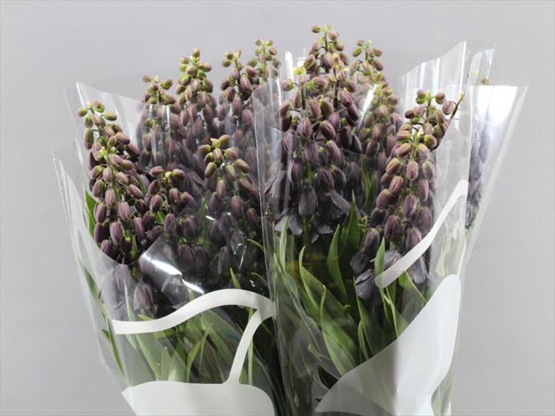 フリチラリア　ペルシカ