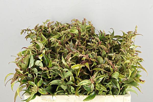 セイヨウイワナンテン“レインボー”